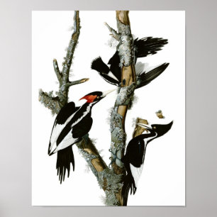  Ivory-billing Woodpecker Poster Print