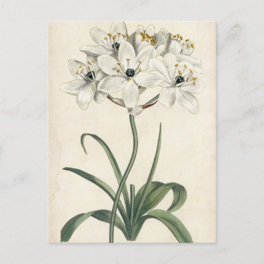 Ivory Garden Briefkaart (Voorkant)