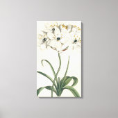 Ivory Garden Canvas Afdruk (Voorkant)