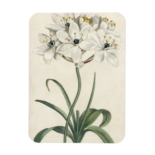 Ivory Garden Magneet (Verticaal)