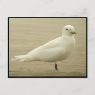 Ivory gull Briefkaart