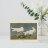 Ivory Gull - John James Audubon's Birds of America Briefkaart (Staand voorkant)