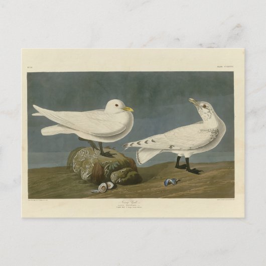 Ivory Gull - John James Audubon's Birds of America Briefkaart (Voorkant)