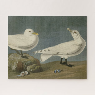 Ivory Gull - John James Audubon's Birds of America Legpuzzel