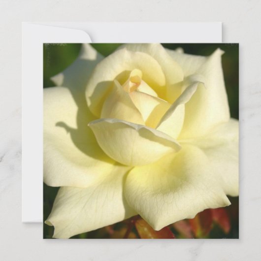 Ivory Roos Uitnodiging (Voorkant)