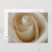 Ivory White Rose Flower Briefkaart (Voorkant / Achterkant)