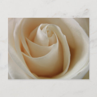 Ivory White Rose Flower Briefkaart