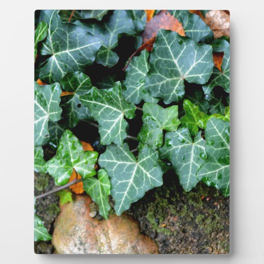 Ivy and field stone fotoplaat (Voorkant)