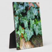 Ivy and field stone fotoplaat (Zijkant)