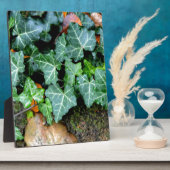 Ivy and field stone fotoplaat (Zijkant)