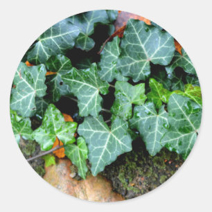 Ivy and field stone ronde sticker