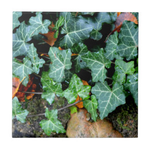 Ivy and field stone tegeltje