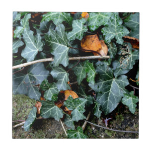 Ivy and field stone tegeltje