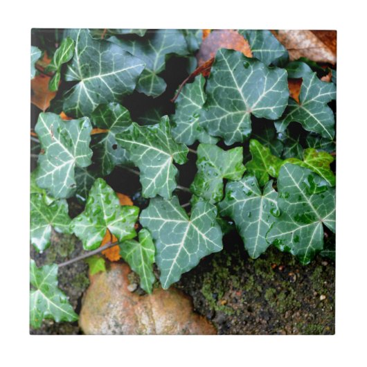 Ivy and field stone tegeltje (Voorkant)