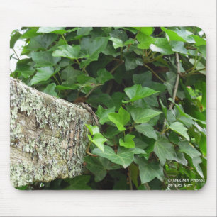 Ivy and Lichens - Martha's Vineyard Muismat