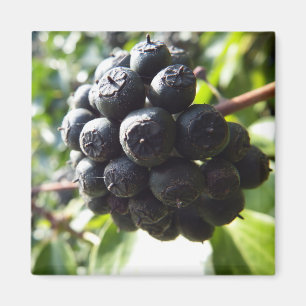 Ivy Berries Magnet Magneet
