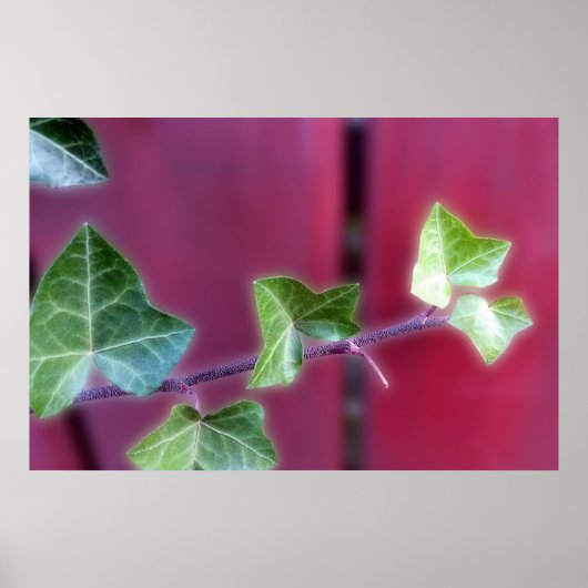 Ivy bladeren poster (Voorkant)