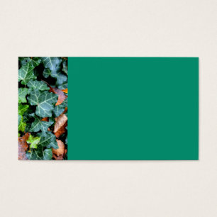 Ivy botanique vert et pierre de campagne