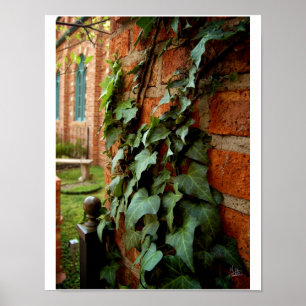 Ivy & Brick [Afdrukken] Poster