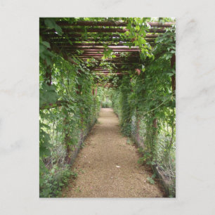 Ivy Covered Walkway Briefkaart