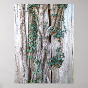 Ivy en wijnstokken op Poster met houten hekken