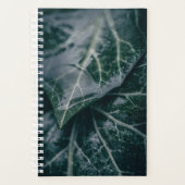 Ivy Feuille Nature Photo (Devant)