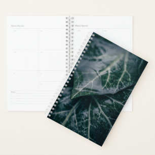 Ivy Feuille Nature Photo