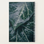 Ivy Feuille Nature Photo (Dos)