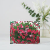 Ivy Geranium (Pelargonium Peltatum) bloemen Briefkaart (Staand voorkant)
