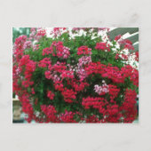 Ivy Geranium (Pelargonium Peltatum) bloemen Briefkaart (Voorkant)