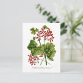Ivy-leaf Geranium Briefkaart (Staand voorkant)