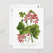 Ivy-leaf Geranium Briefkaart (Voorkant / Achterkant)