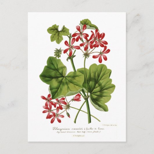 Ivy-leaf Geranium Briefkaart (Voorkant)