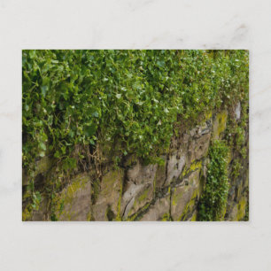 Ivy-muur Briefkaart