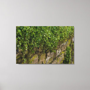 Ivy-muur Canvas Afdruk