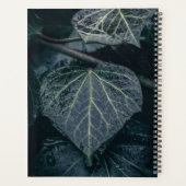 Ivy Nature Photo (Dos)