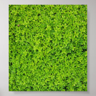 Ivy Wall Achtergrond Poster