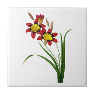 Ixia Tricolor door Pierre Joseph Redoute Tegeltje