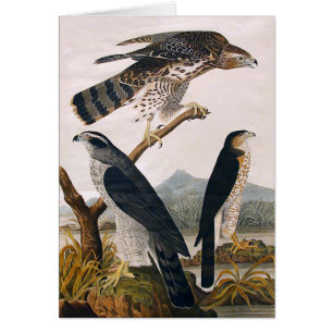J.J. Audubon (autour, faucon de Stanley) (1829)