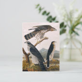 J.J. Audubon (Goshawk, Stanley Hawk) (1829) Briefkaart (Staand voorkant)