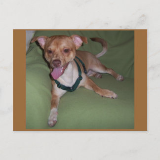 Ja, ik ben een Chihuahua Briefkaart