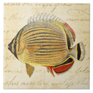  jaar 1800 Hawaiian Butterfly Fish Illustration Tegeltje