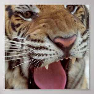 Jaar van de Tiger Poster Print