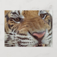 Jaar van het Briefkaart Tiger