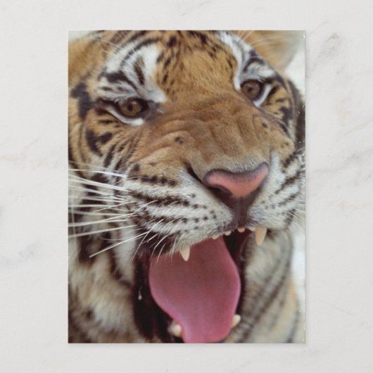 Jaar van het Briefkaart Tiger (Voorkant)