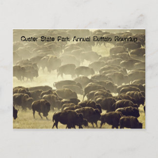 Jaarlijkse buffalo Roundup in Custer State Park Briefkaart