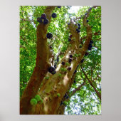 Jaboticaba Tree Poster (Voorkant)
