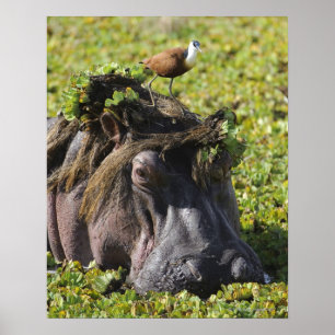 Jacana staat op de hippo's (Hippopotamus) Poster
