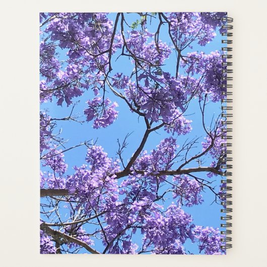 Jacaranda (Dos)