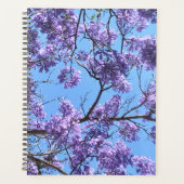 Jacaranda (Devant)
